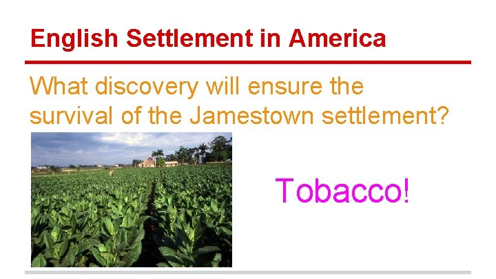 English Settlement in America What discovery will ensure the survival of the Jamestown settlement?