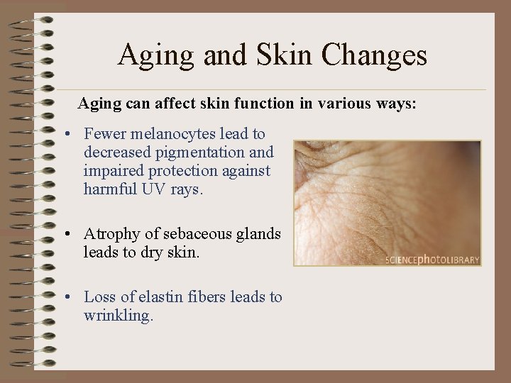 Aging and Skin Changes Aging can affect skin function in various ways: • Fewer