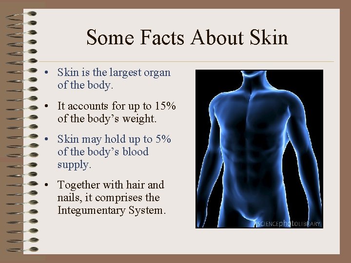 Some Facts About Skin • Skin is the largest organ of the body. •