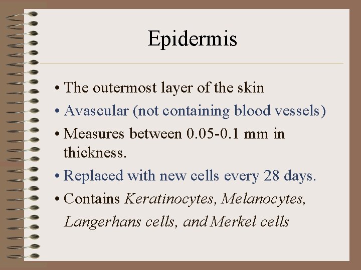 Epidermis • The outermost layer of the skin • Avascular (not containing blood vessels)