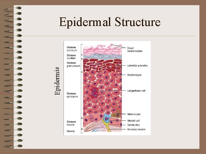 Epidermis Epidermal Structure 