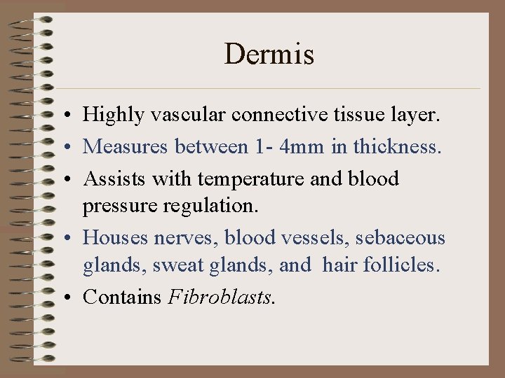 Dermis • Highly vascular connective tissue layer. • Measures between 1 - 4 mm