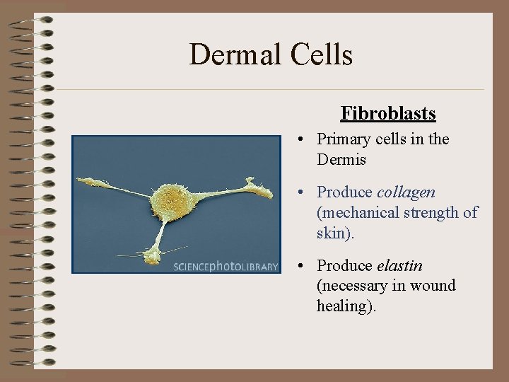 Dermal Cells Fibroblasts • Primary cells in the Dermis • Produce collagen (mechanical strength