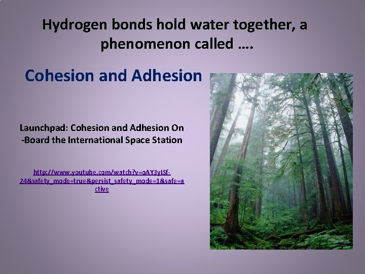 Hydrogen bonds hold water together, a phenomenon called …. Cohesion and Adhesion Launchpad: Cohesion