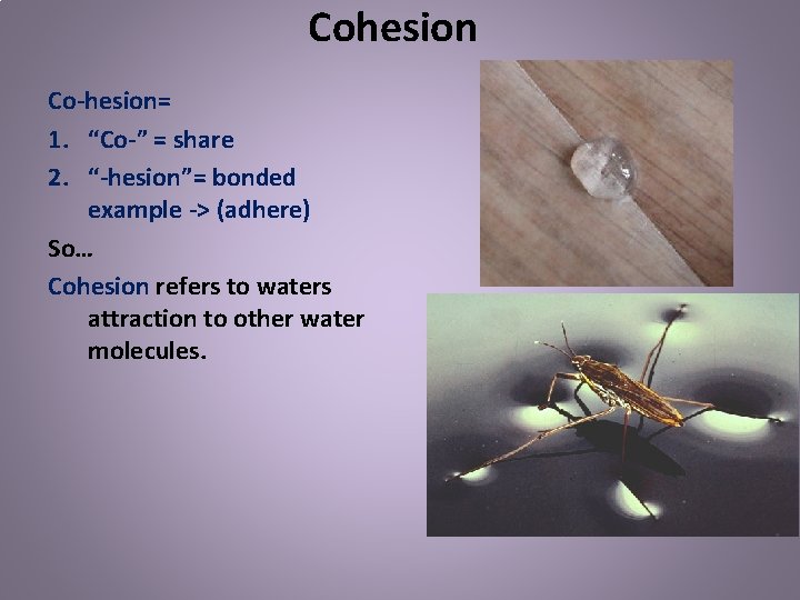 Cohesion Co-hesion= 1. “Co-” = share 2. “-hesion”= bonded example -> (adhere) So… Cohesion