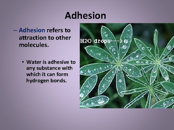 Adhesion – Adhesion refers to attraction to other molecules. • Water is adhesive to