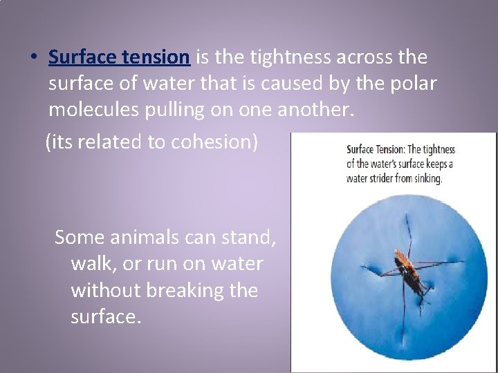  • Surface tension is the tightness across the surface of water that is