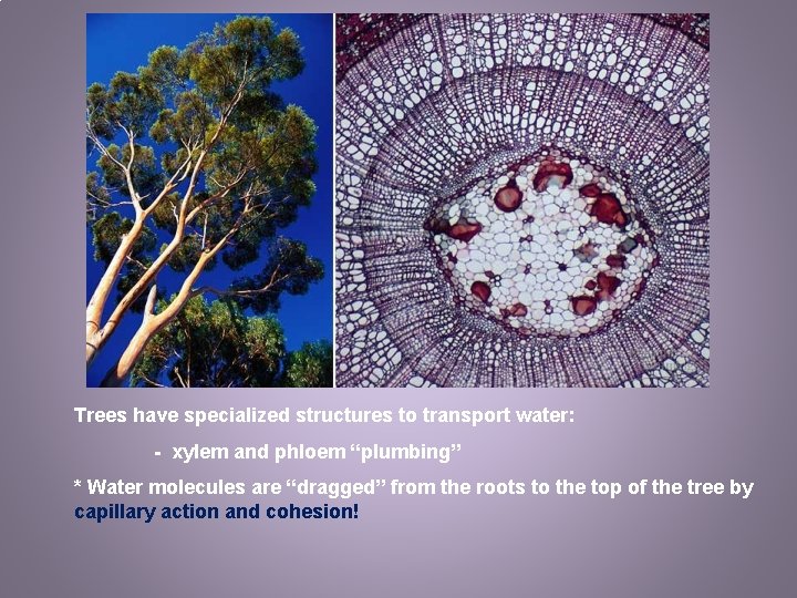 Trees have specialized structures to transport water: - xylem and phloem “plumbing” * Water
