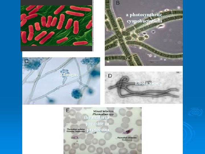 a photosynthetic cyanobacterium the Bacterium Escherichia coli; a fungus Ebola virus the malaria parasite