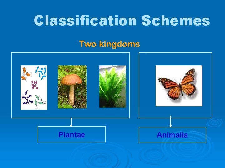 Classification Schemes Two kingdoms Plantae Animalia 