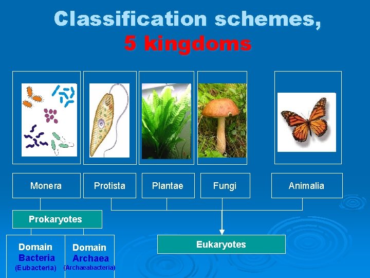 Classification schemes, 5 kingdoms Plantae Monera Protista Plantae Fungi Prokaryotes Domain Bacteria Domain Archaea