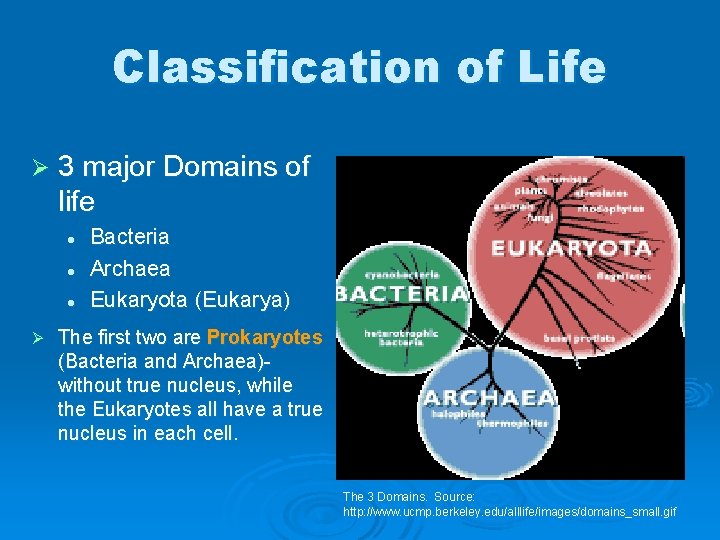Classification of Life Ø 3 major Domains of life l l l Ø Bacteria