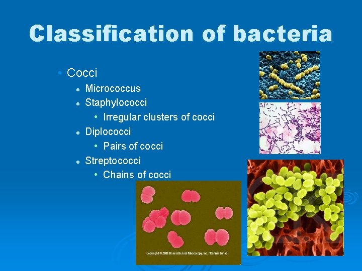 Classification of bacteria • Cocci l l Micrococcus Staphylococci • Irregular clusters of cocci