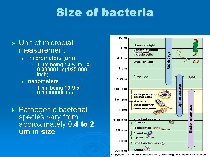 Size of bacteria Ø Unit of microbial measurement l micrometers (um) • 1 um