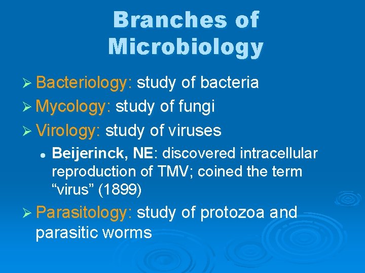 Branches of Microbiology Ø Bacteriology: study of bacteria Ø Mycology: study of fungi Ø