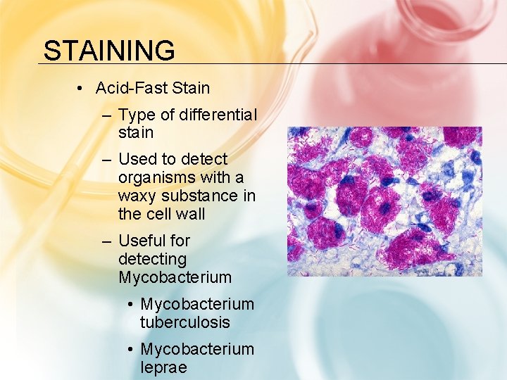 STAINING • Acid-Fast Stain – Type of differential stain – Used to detect organisms