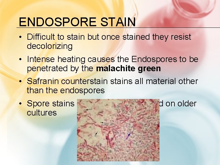 ENDOSPORE STAIN • Difficult to stain but once stained they resist decolorizing • Intense