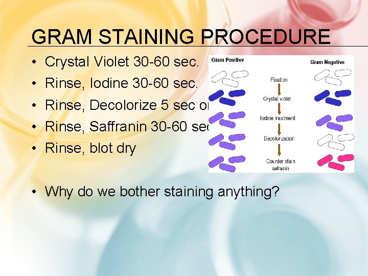 GRAM STAINING PROCEDURE • • • Crystal Violet 30 -60 sec. Rinse, Iodine 30