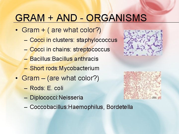 GRAM + AND - ORGANISMS • Gram + ( are what color? ) –