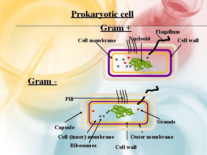 Prokaryotic cell Gram + Cell membrane Flagellum Nucleoid Cell wall Gram Pili Capsule Granule