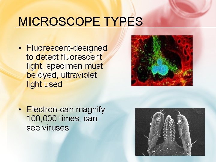MICROSCOPE TYPES • Fluorescent-designed to detect fluorescent light, specimen must be dyed, ultraviolet light