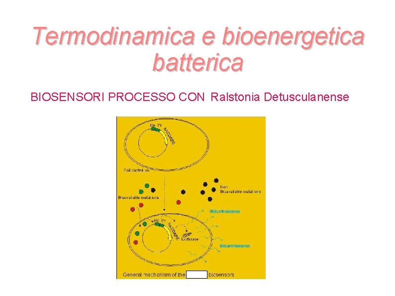 Termodinamica e bioenergetica batterica BIOSENSORI PROCESSO CON Ralstonia Detusculanense Foto biosensore Termodinamica e bioenergetica batterica BIOSENSORI PROCESSO CON Ralstonia Detusculanense Foto biosensore