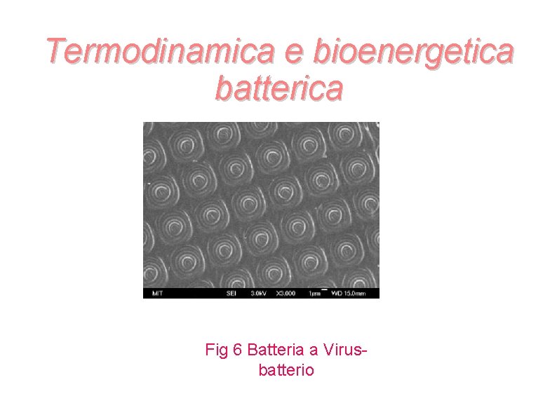 Termodinamica e bioenergetica batterica Fig 6 Batteria a Virusbatterio Termodinamica e bioenergetica batterica Fig 6 Batteria a Virusbatterio