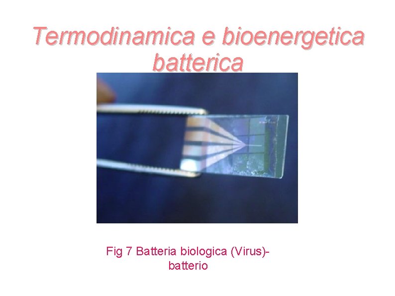 Termodinamica e bioenergetica batterica Fig 7 Batteria biologica (Virus)batterio Termodinamica e bioenergetica batterica Fig 7 Batteria biologica (Virus)batterio