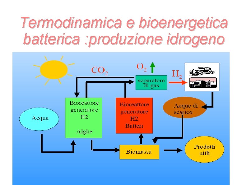 Termodinamica e bioenergetica batterica : produzione idrogeno Termodinamica e bioenergetica batterica : produzione idrogeno