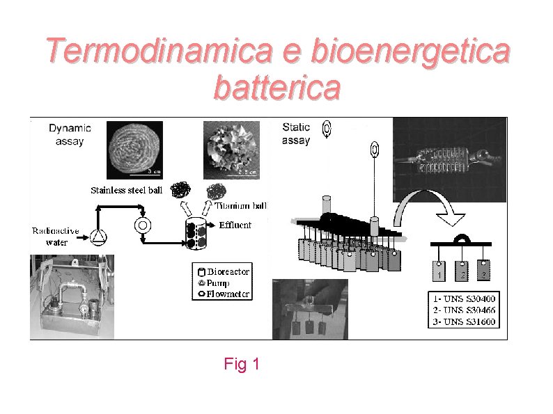 Termodinamica e bioenergetica batterica Fig 1 Termodinamica e bioenergetica batterica Fig 1