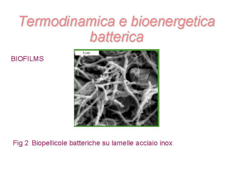 Termodinamica e bioenergetica batterica BIOFILMS Fig 2 Biopellicole batteriche su lamelle acciaio inox Termodinamica e bioenergetica batterica BIOFILMS Fig 2 Biopellicole batteriche su lamelle acciaio inox