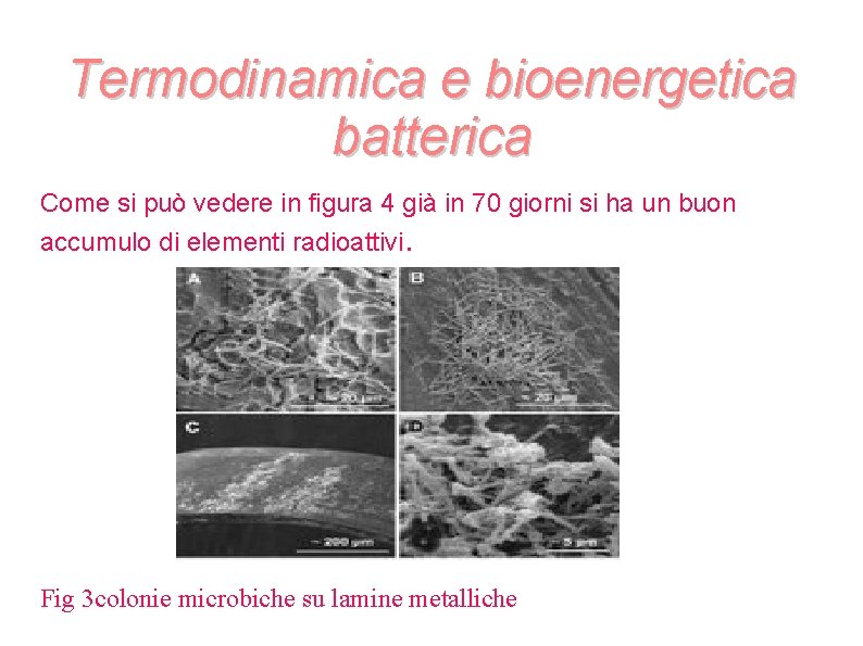Termodinamica e bioenergetica batterica Come si può vedere in figura 4 già in 70 Termodinamica e bioenergetica batterica Come si può vedere in figura 4 già in 70