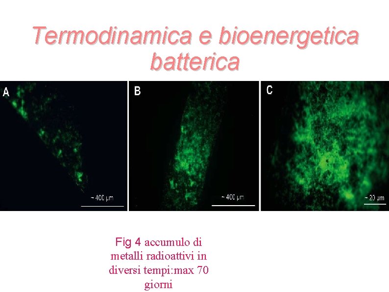 Termodinamica e bioenergetica batterica Fig 4 accumulo di metalli radioattivi in diversi tempi: max Termodinamica e bioenergetica batterica Fig 4 accumulo di metalli radioattivi in diversi tempi: max