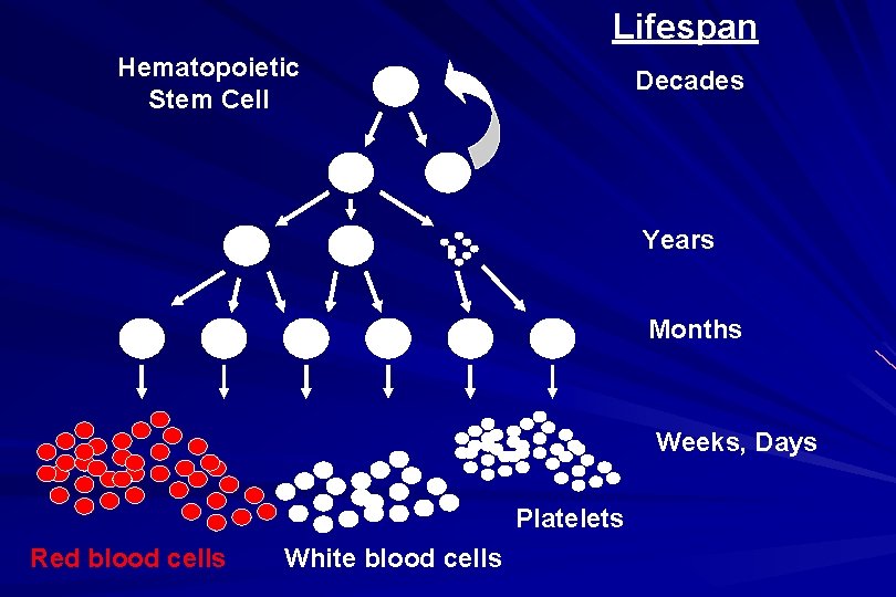 Lifespan Hematopoietic Stem Cell Decades Years Months Weeks, Days Platelets Red blood cells White