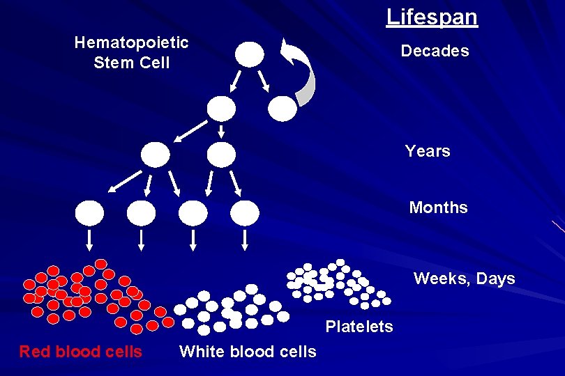 Lifespan Hematopoietic Stem Cell Decades Years Months Weeks, Days Platelets Red blood cells White