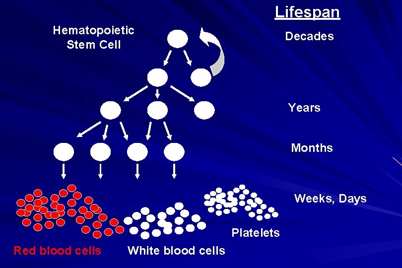 Lifespan Hematopoietic Stem Cell Decades Years Months Weeks, Days Platelets Red blood cells White