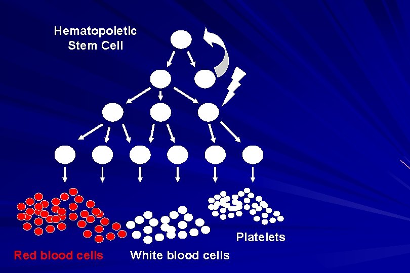 Hematopoietic Stem Cell Platelets Red blood cells White blood cells 