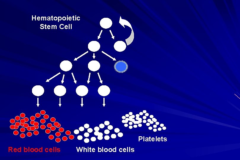 Hematopoietic Stem Cell Platelets Red blood cells White blood cells 