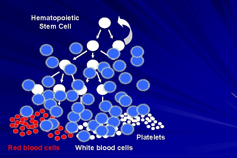 Hematopoietic Stem Cell Platelets Red blood cells White blood cells 