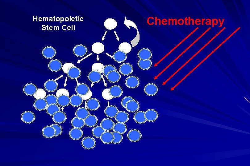 Hematopoietic Stem Cell Chemotherapy 