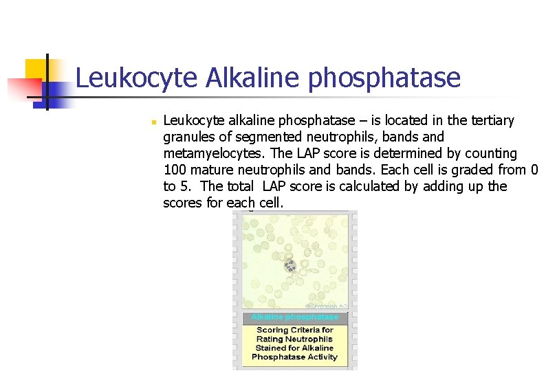 Leukocyte Alkaline phosphatase n Leukocyte alkaline phosphatase – is located in the tertiary granules