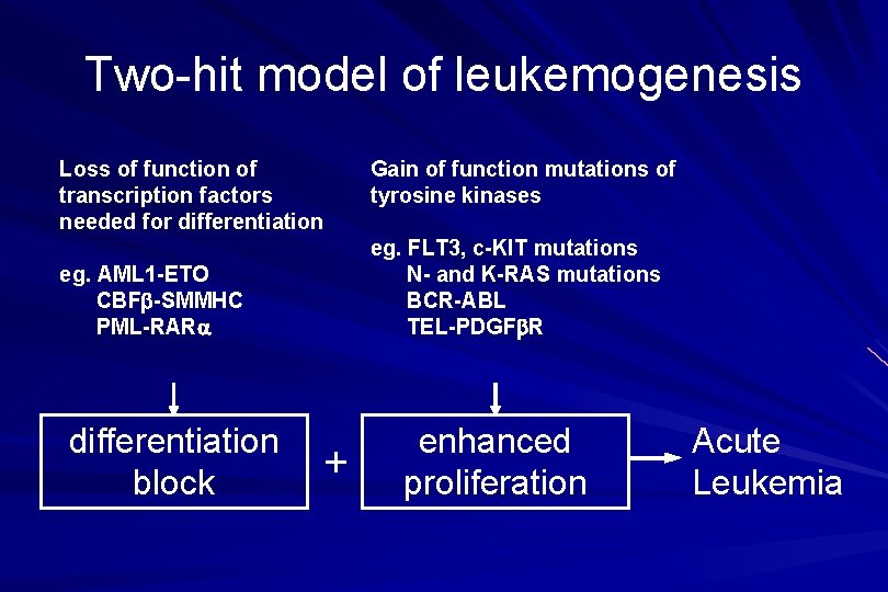 Two-hit model of leukemogenesis Loss of function of transcription factors needed for differentiation eg.