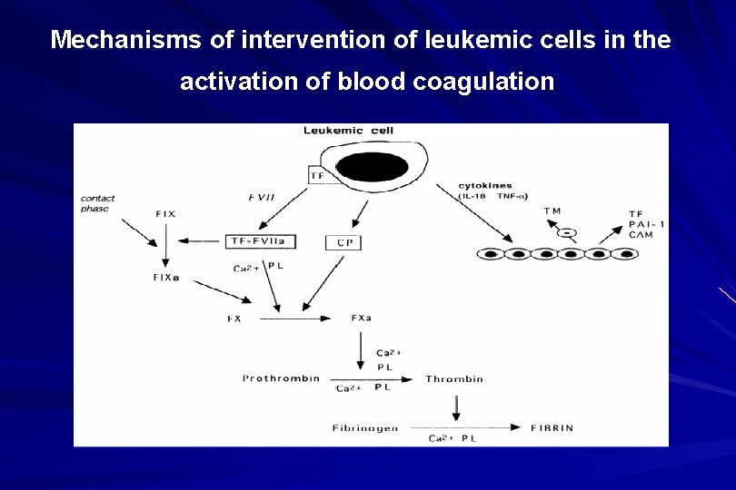 Mechanisms of intervention of leukemic cells in the activation of blood coagulation 