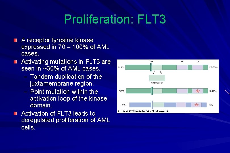 Proliferation: FLT 3 A receptor tyrosine kinase expressed in 70 – 100% of AML