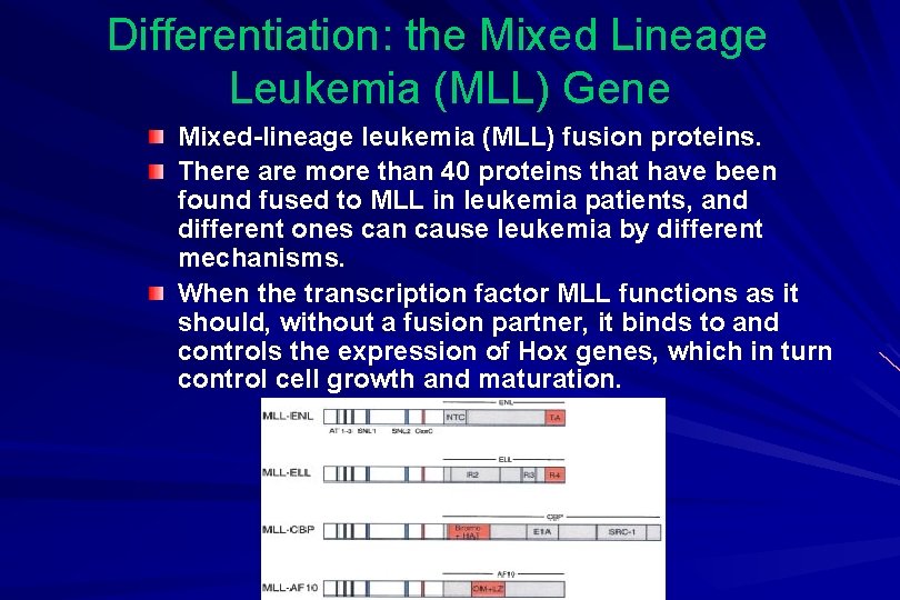 Differentiation: the Mixed Lineage Leukemia (MLL) Gene Mixed-lineage leukemia (MLL) fusion proteins. There are