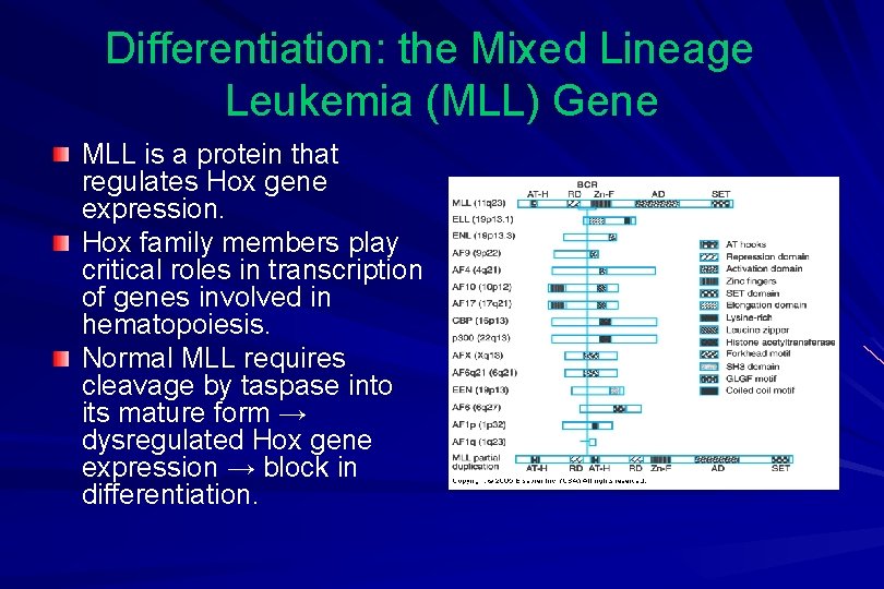 Differentiation: the Mixed Lineage Leukemia (MLL) Gene MLL is a protein that regulates Hox