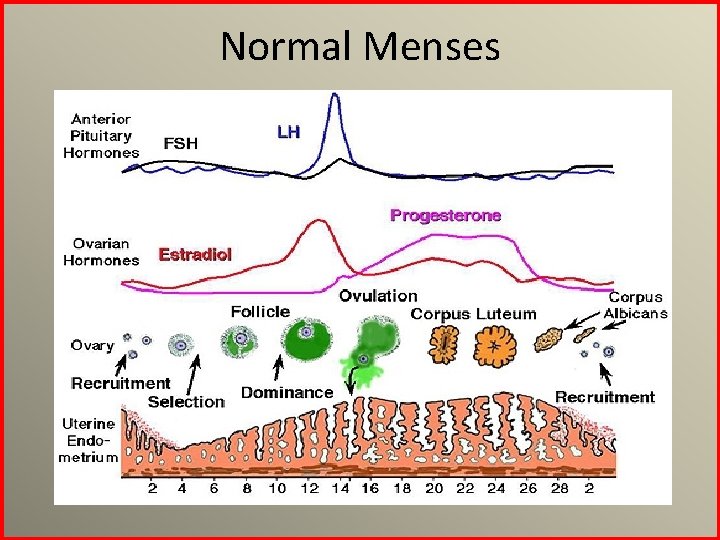 Normal Menses 