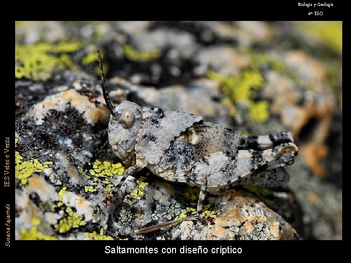 Biología y Geología Susana Fajarnés IES Veles e Vents 4º ESO Saltamontes con diseño
