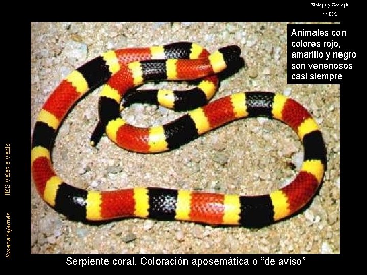 Biología y Geología 4º ESO Susana Fajarnés IES Veles e Vents Animales con colores