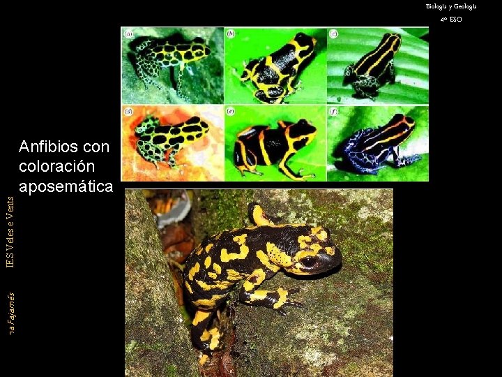 Biología y Geología 4º ESO Susana Fajarnés IES Veles e Vents Anfibios con coloración